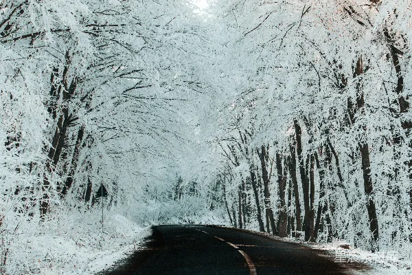 高清摄影 冬日森林中的蜿蜒道路