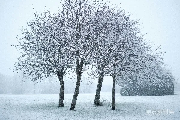 高清摄影 冬日雪景下的树木