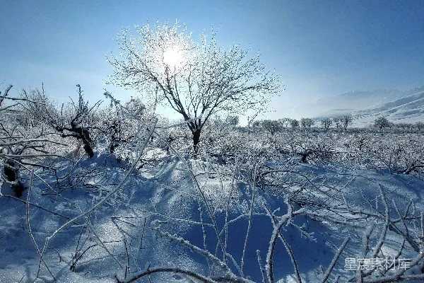 高清摄影 冬日雪景下的静谧风景