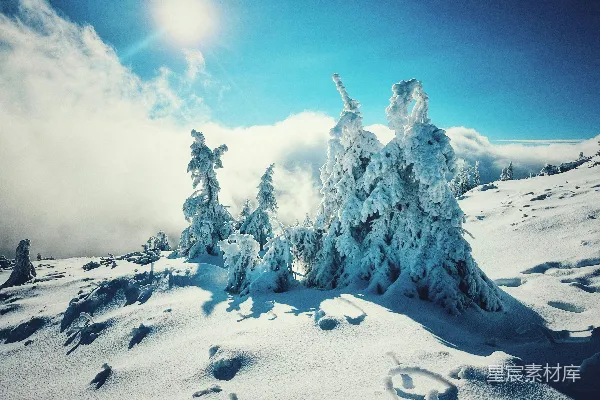 高清摄影 冬日雪景：阳光下的冰雕森林