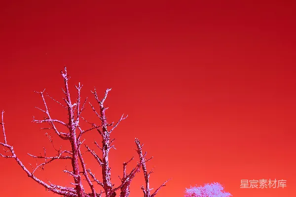高清摄影 红外摄影中的孤独树