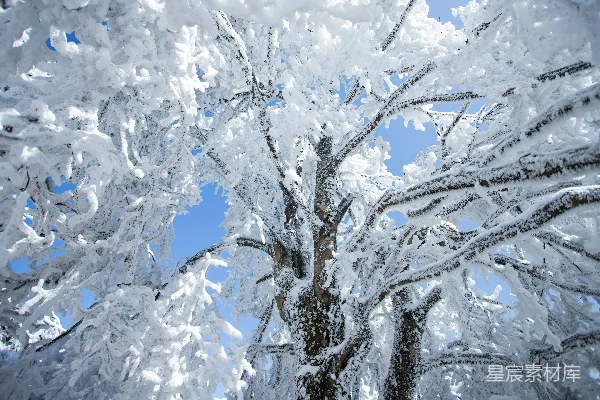 高清摄影 冬日雪景下的树木