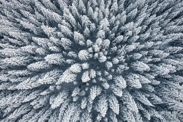 高清摄影 雪覆盖的松树林俯瞰