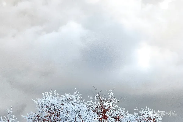 高清摄影 冬日雪景下的红树