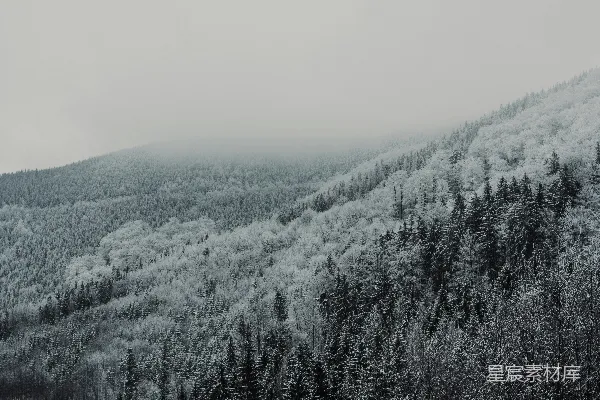 高清摄影 雪景中的森林