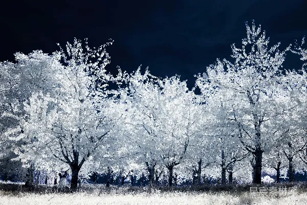 高清摄影 雪夜林间静谧