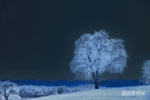 高清摄影 冬日夜景中的冰树
