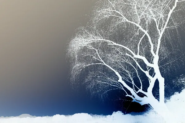 高清摄影 冬日雪树剪影