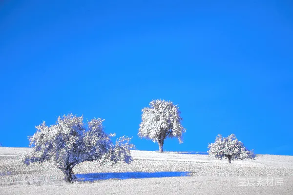 高清摄影 雪景中的孤独树