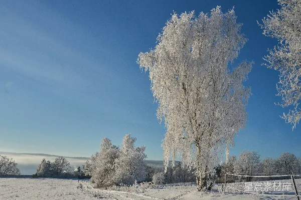 高清摄影 冬日霜雪下的树木