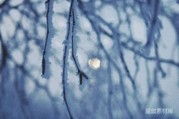 高清摄影 冬夜月光下的雪枝
