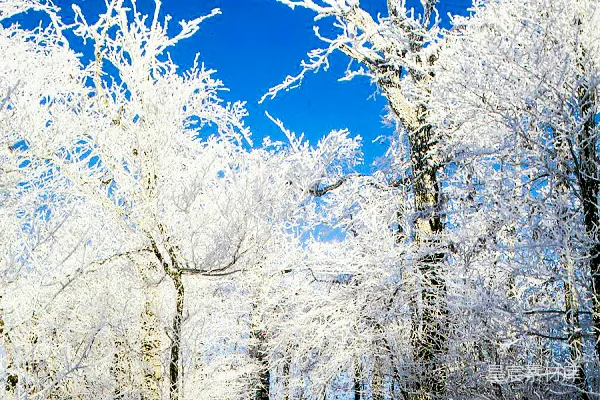 高清摄影 冬日雪景：冰挂树枝与蓝天