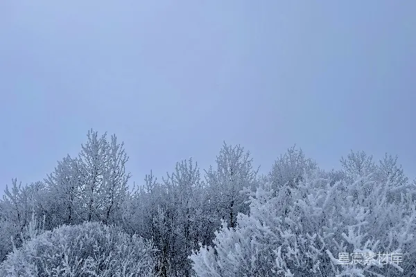 高清摄影 冬日树顶的雾凇