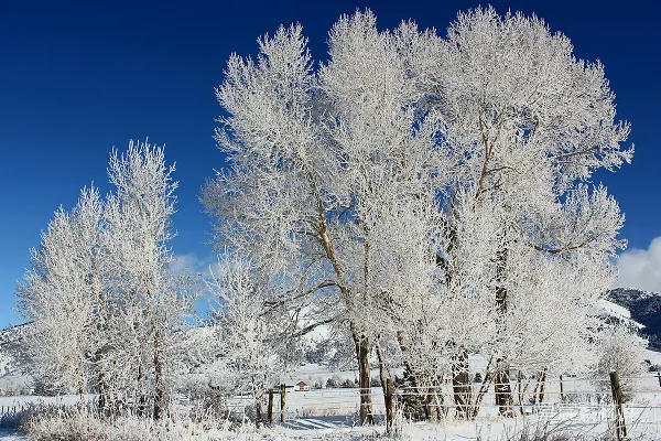 高清摄影 冬日雪景中的霜花树