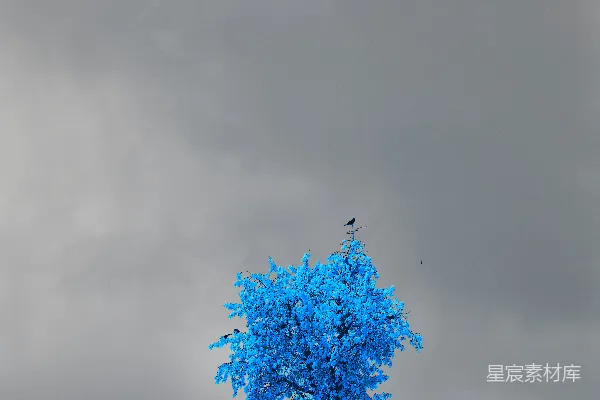 高清摄影 蓝色树与灰天