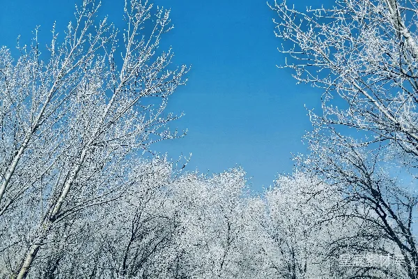 高清摄影 冬日晴空下的霜林