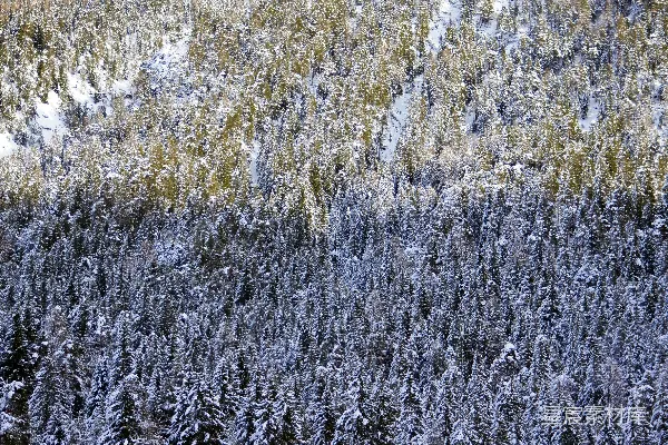 高清摄影 雪后的松树林