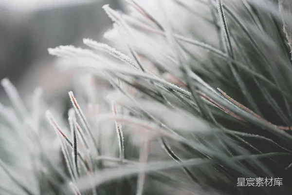 高清摄影 冬日雪景中的松针