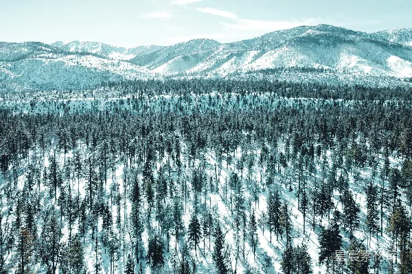 高清摄影 雪后的山林