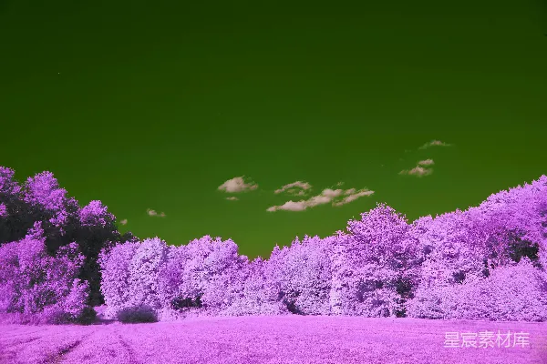 高清摄影 梦幻紫绿森林
