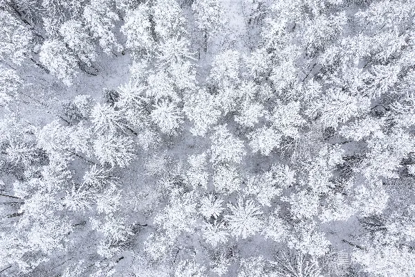 高清摄影 雪后的森林俯瞰图
