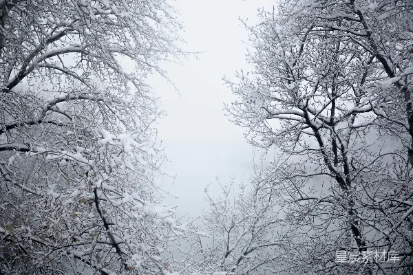 高清摄影 冬日雪景：树枝上的白色童话