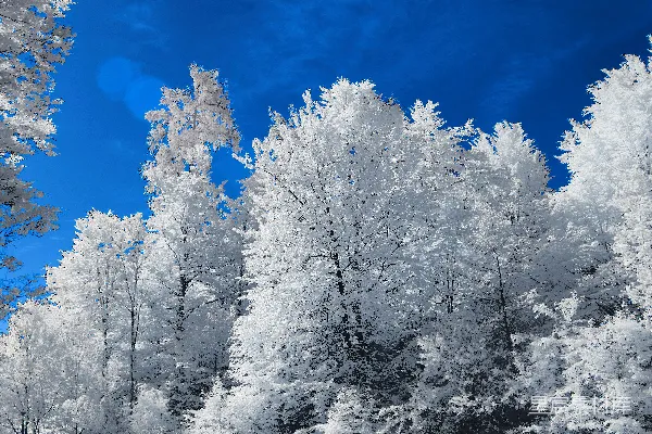 高清摄影 冬日雪景与蓝天