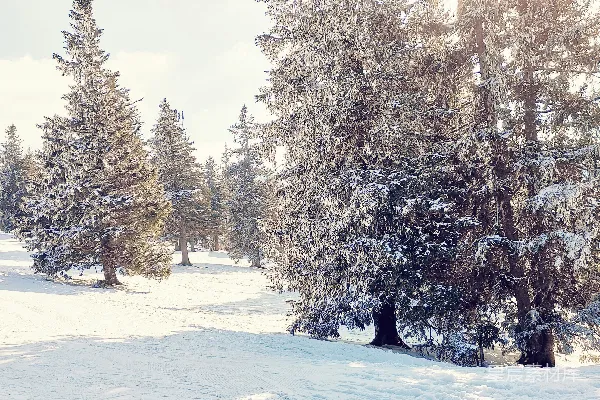 高清摄影 冬日雪景中的松树