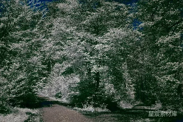 高清摄影 幽静林间小径