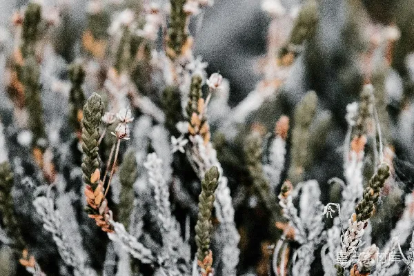 高清摄影 冬日植物的霜露之美