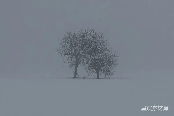 高清摄影 雪雾中的孤树