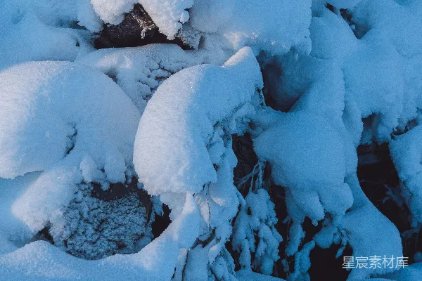 高清摄影 冬日雪景中的树枝