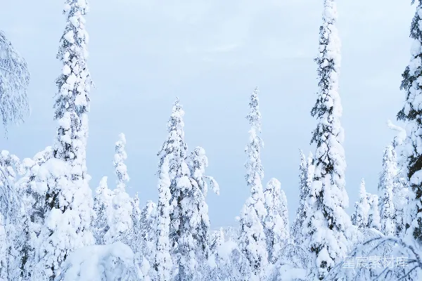 高清摄影 冬日雪林