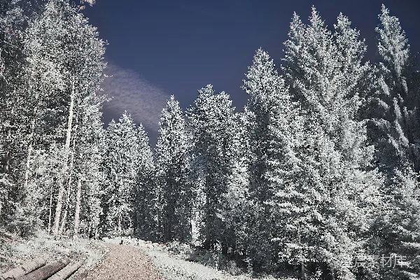 高清摄影 雪后森林的静谧