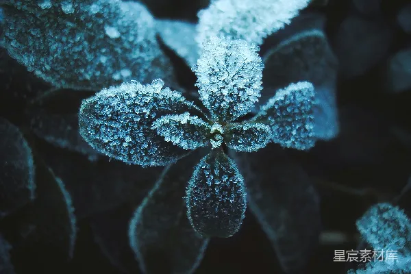 高清摄影 冰晶覆盖的植物