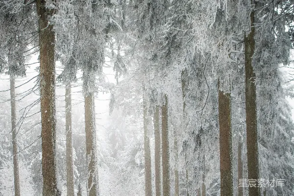 高清摄影 冬日雪林