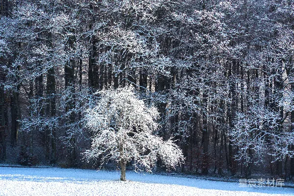 高清摄影 冬日森林雪景