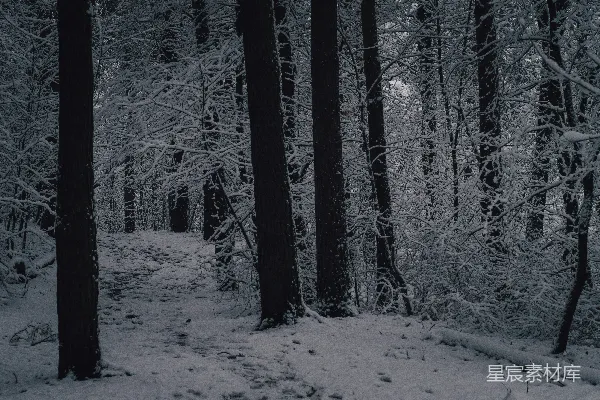 高清摄影 雪后的森林小径