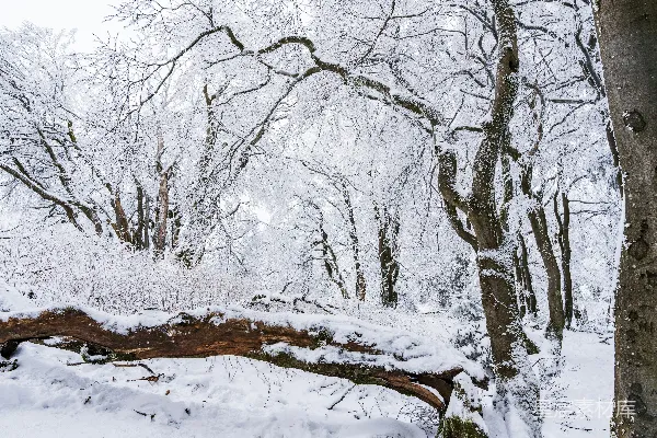 高清摄影 冬日雪景中的森林