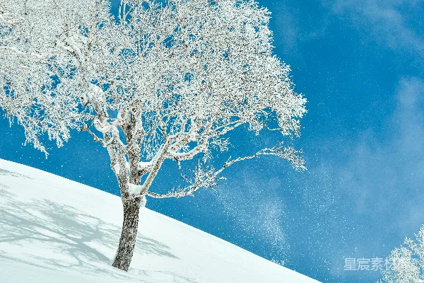 高清摄影 冬日雪景中的孤树