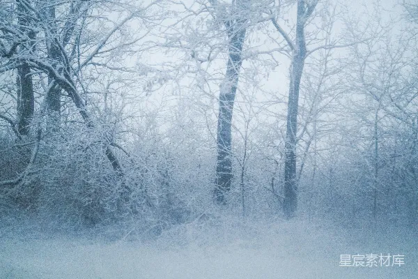 高清摄影 冬日雪景中的静谧森林