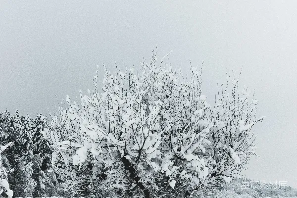 高清摄影 冬日雪中的孤独树