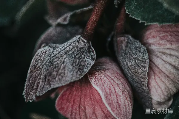 高清摄影 霜花下的粉色花朵