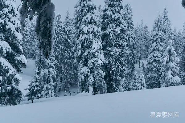 高清摄影 冬日雪景中的松树林