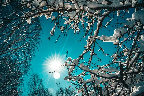 高清摄影 冬日阳光下的雪树