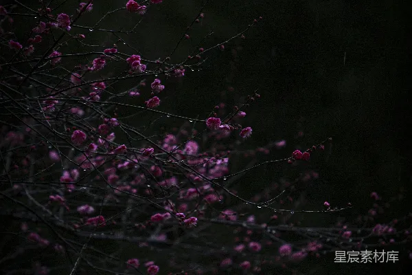 高清摄影 雨夜中的梅花