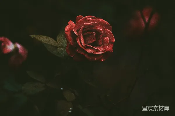 高清摄影 露珠玫瑰
