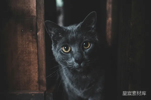 高清摄影 神秘的黑猫
