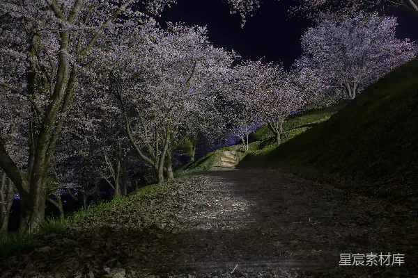 高清摄影 夜晚的樱花小径