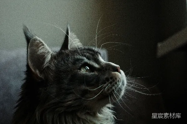 高清摄影 深邃凝视的猫